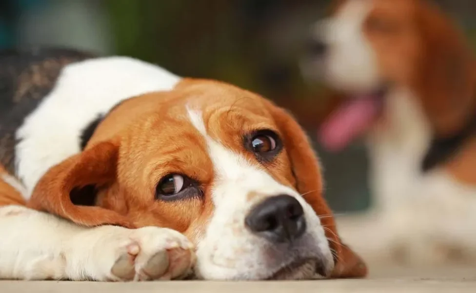 Beagle deitado com cara triste