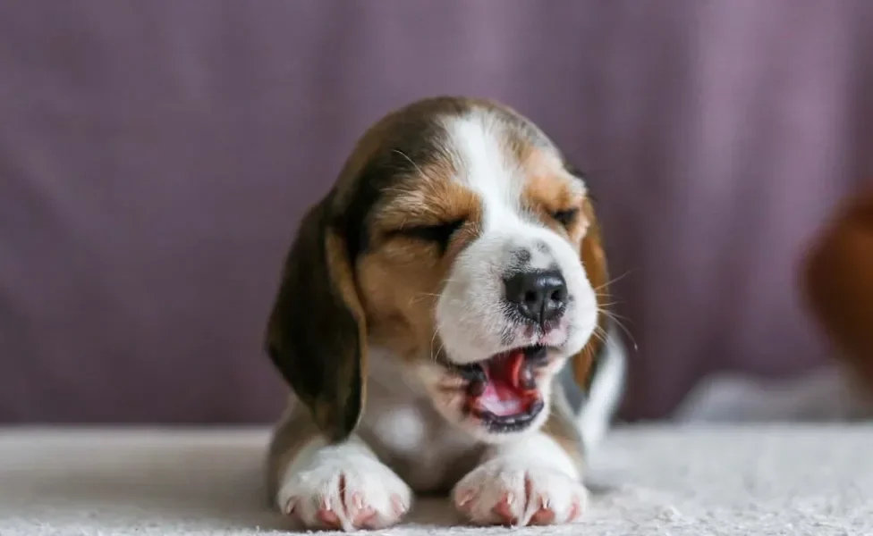 Beagle filhote bocejando