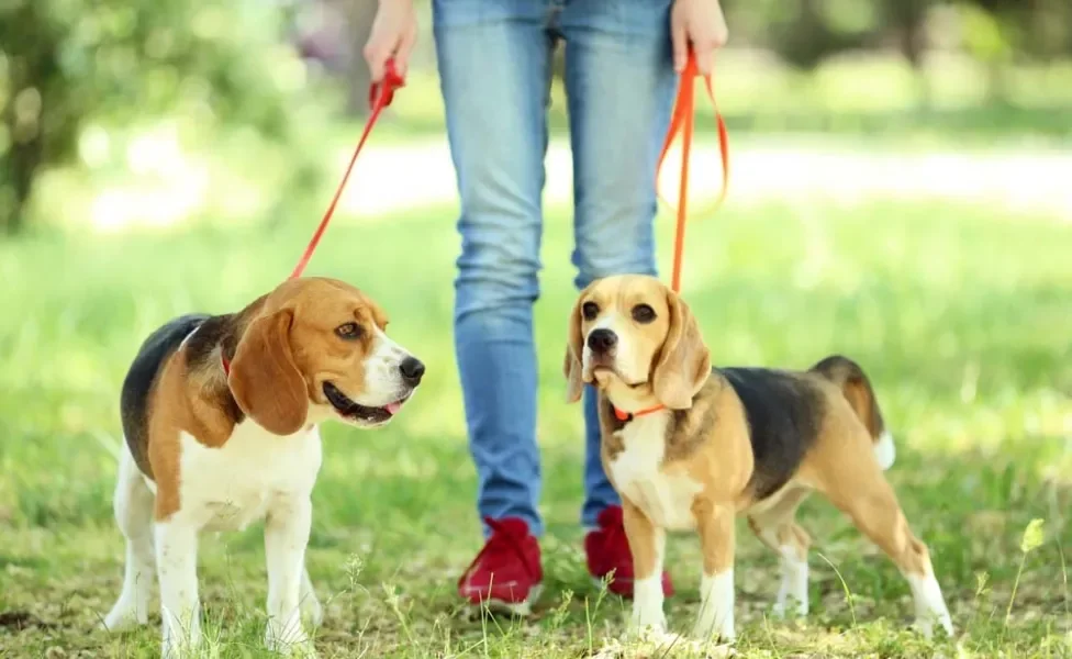 Dois Beagles passeando com coleira