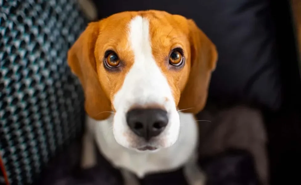 Beagle olhando para câmera