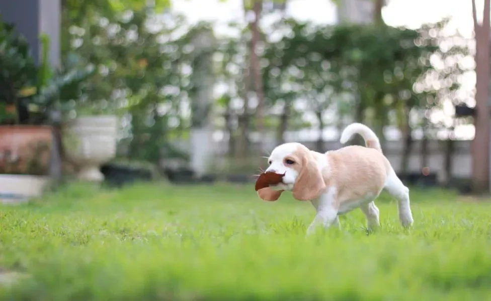 Beagle segurando folha seca com a boca