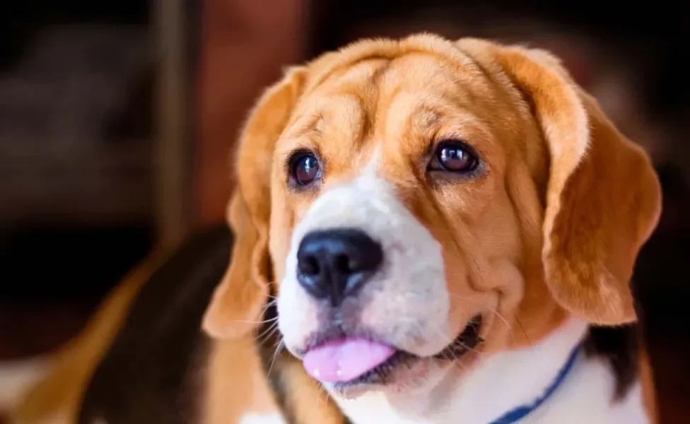 Beagle com língua de fora