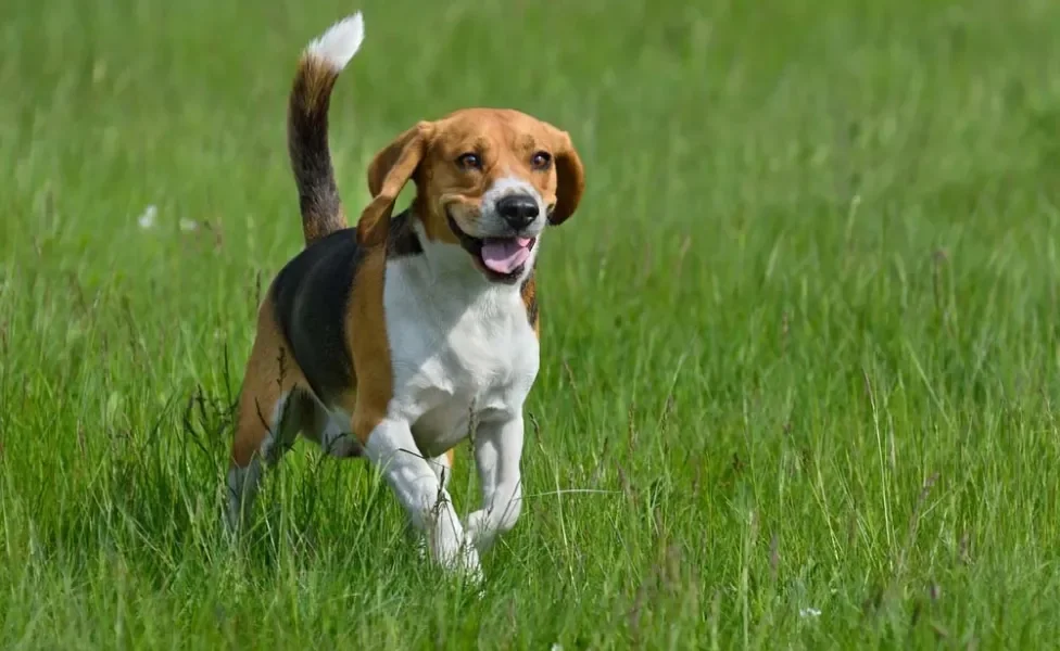 Beagle passaendo em gramado