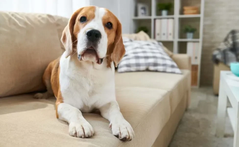 Beagle em cima de sofá