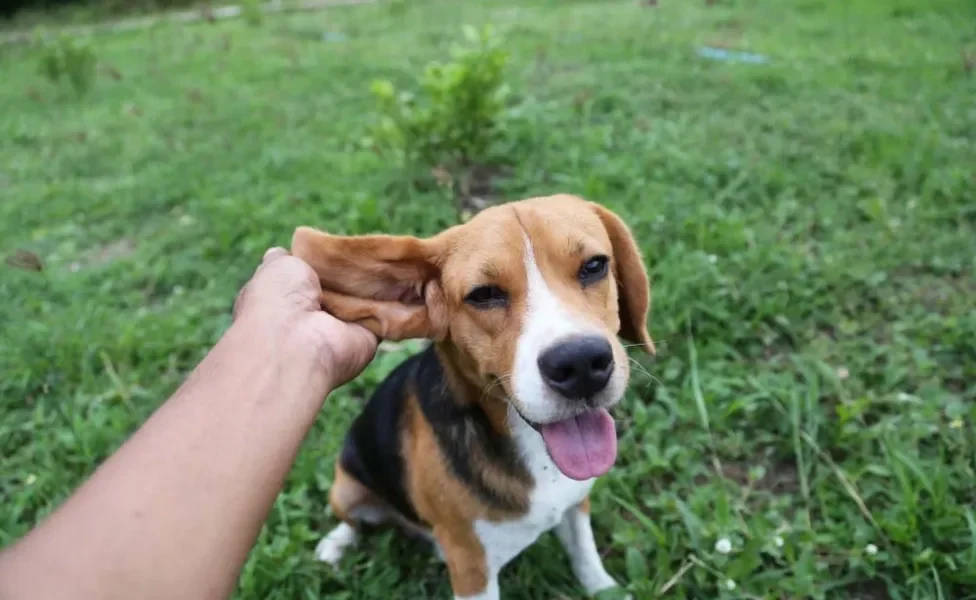 Pessoa pegando orelhas de Beagle na mão