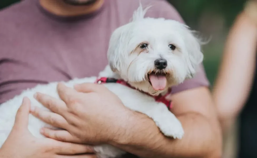 Com os cuidados para Maltês, ele pode viver cerca de 15 anos se bem cuidado