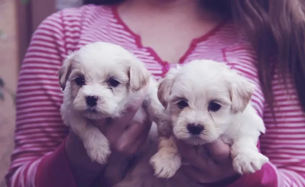 O cachorro Maltês está na lista de raças mais populares do Brasil