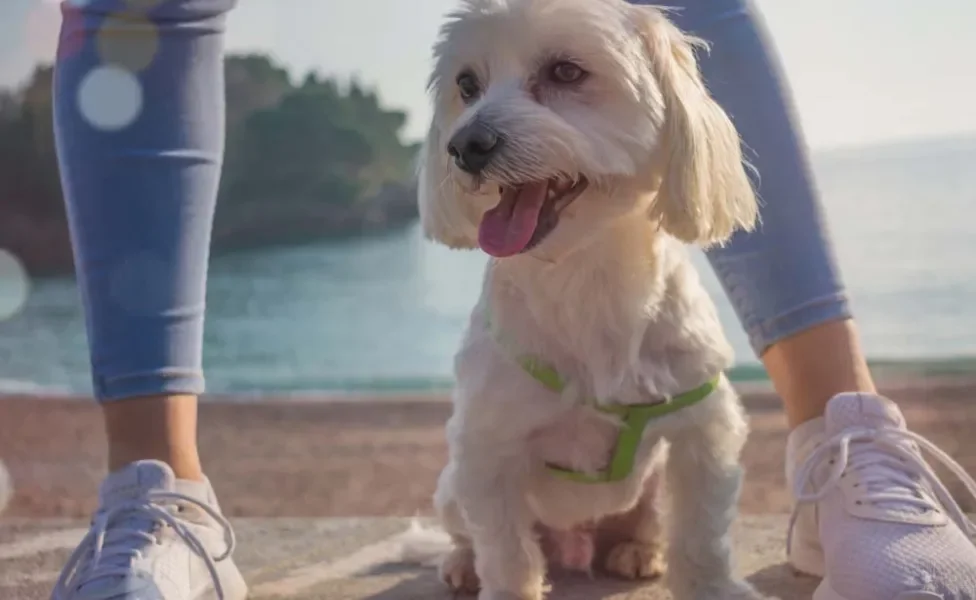 O cachorro Maltês mini é uma das raças mais antigas do mundo