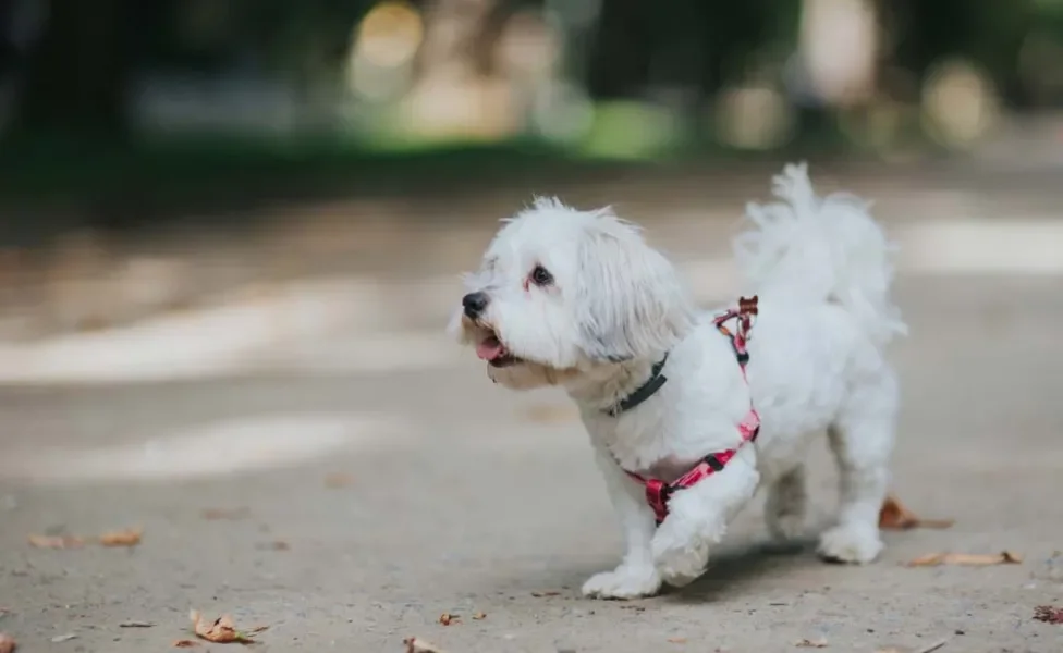 Ativo e energético, o Maltês é um ótimo cão de companhia