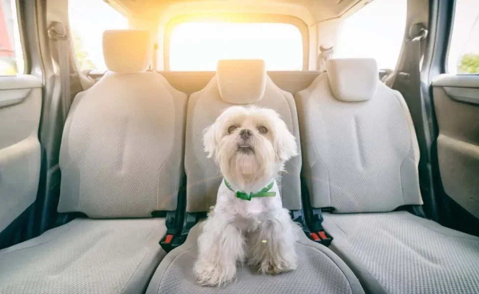 O Maltês é uma mistura das raças Bichon Frise e Poodle