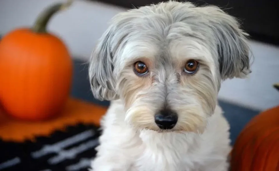 Por não passar de 25 cm, o fofo Maltês é considerado um cãozinho de colo