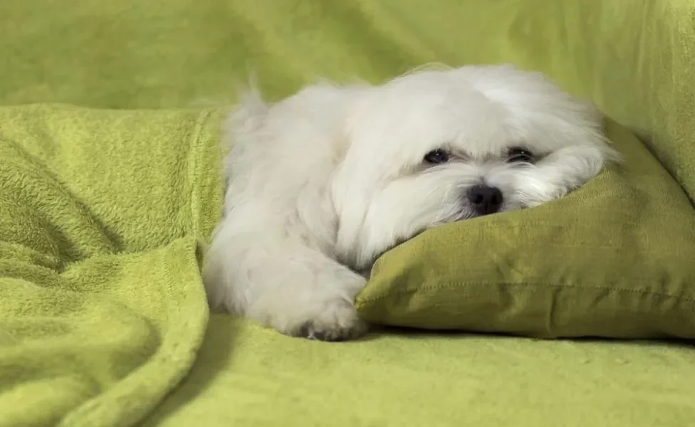 O cachorro Maltês costuma crescer até os oito meses de idade