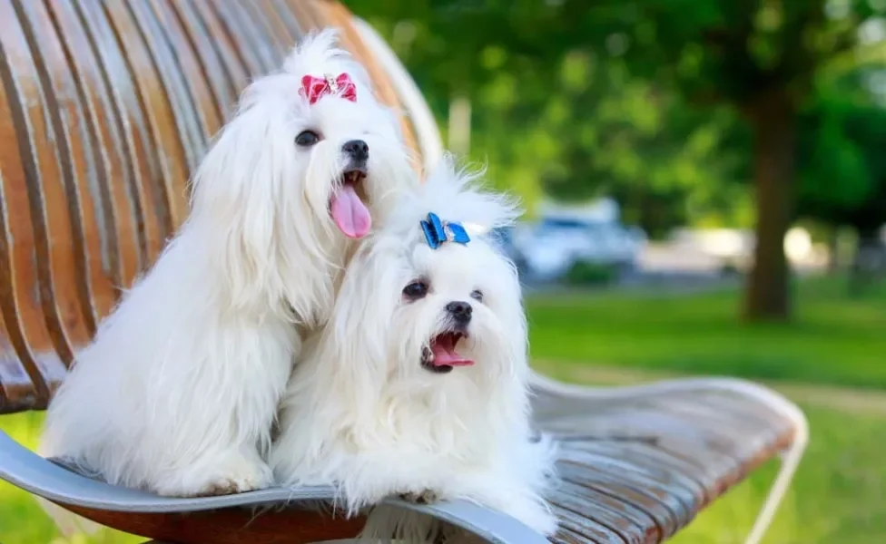 Maltês: você pode prender os pelos da cabeça para não atrapalhar a visão do cãozinho!