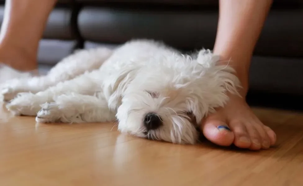 O cachorro Maltês é ideal para apartamentos e casas pequenas