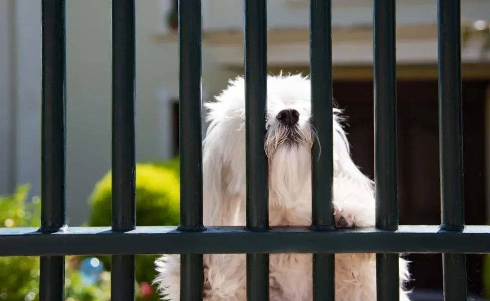 O cachorro Maltês ama receber atenção: brinque sempre com o seu amigo