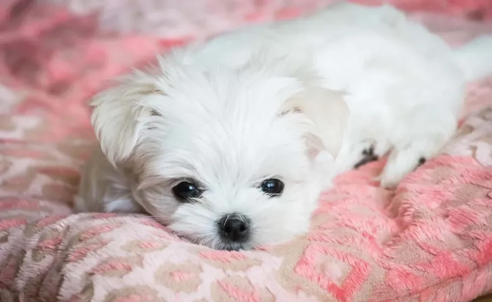 O cachorro Maltês ama passear com seu tutor