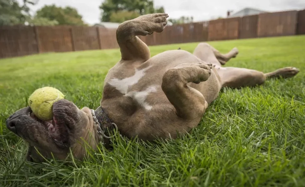 American Bully deitado no gramado com bola de tênis na boca