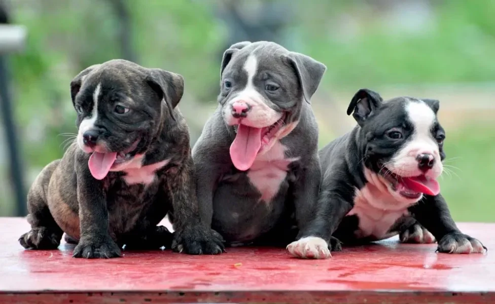 Três filhotes de American Bully juntos