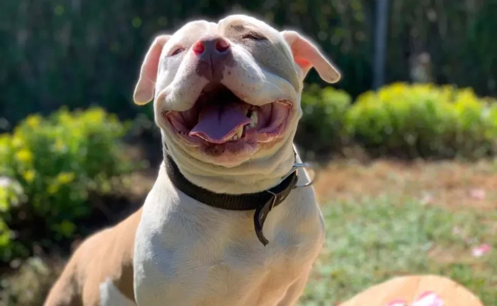 American Bully feliz como se estivesse sorrindo