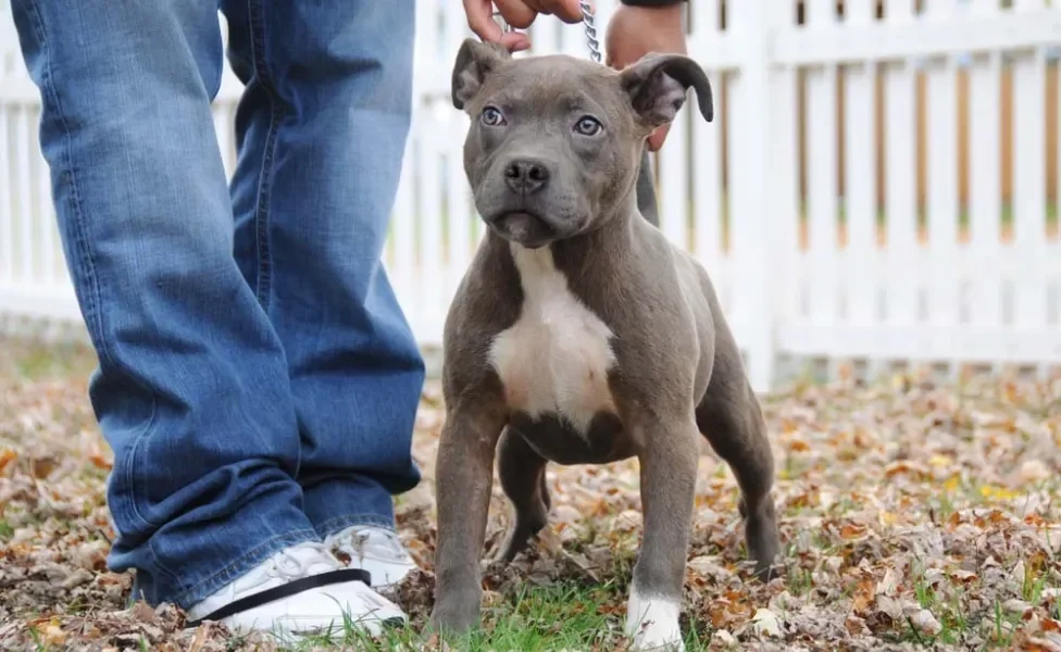 American Bully perto das pernas do tutor