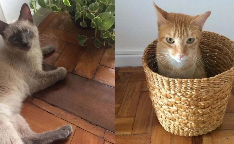 Montagem com 2 gatos, 1 sialata ao lado de uma planta; e 1 laranja dentro de um cesto