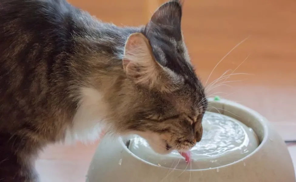 O bigode de gato é muito sensí­vel ao contato. Escolha sempre potes do tamanho e formato ideal para o seu amigo