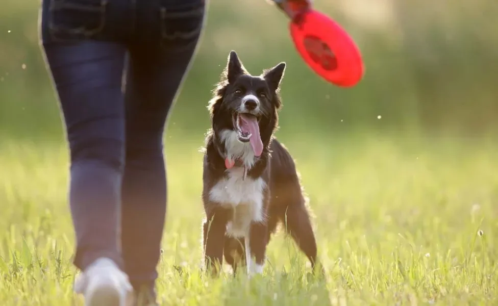 Border Collie brincando com o dono ao ar livre