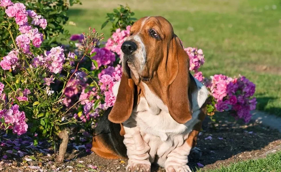 Basset Hound perto de flores rosas