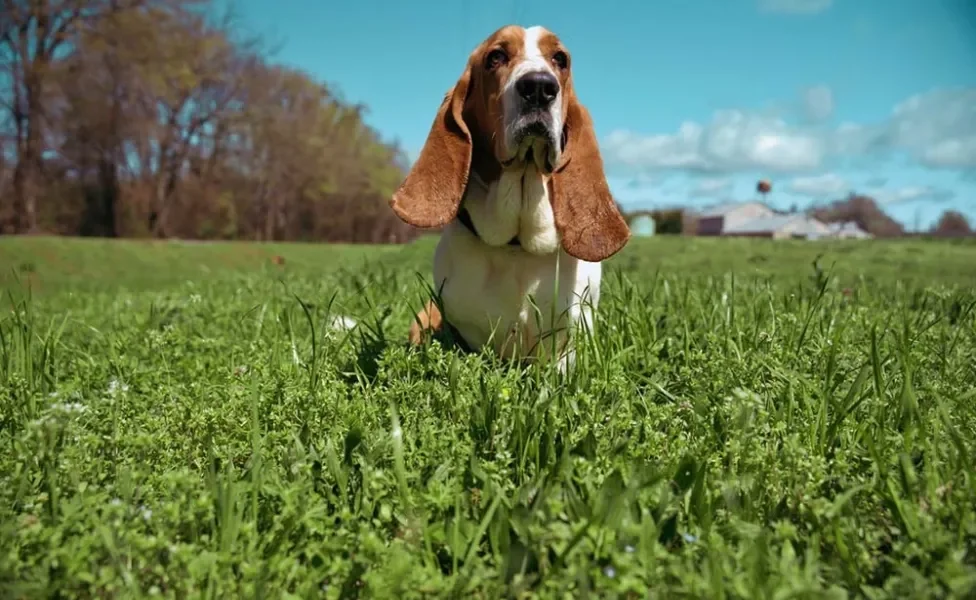 Basset Hound com céu azul de fundo