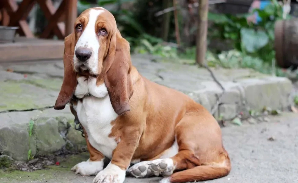 Basset Hound sentado do lado de fora de casa