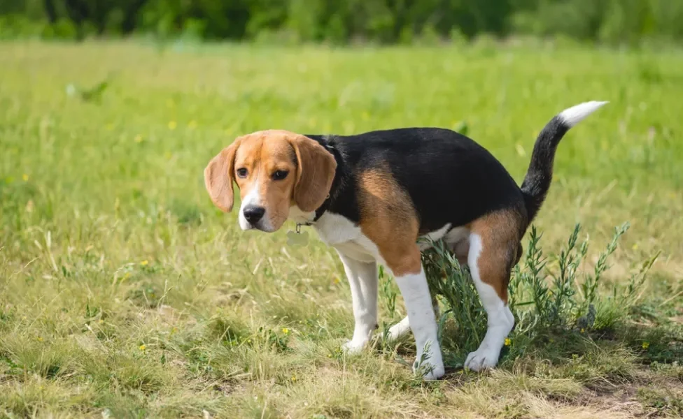 cachorro Beagle fazendo cocô ao ar livre