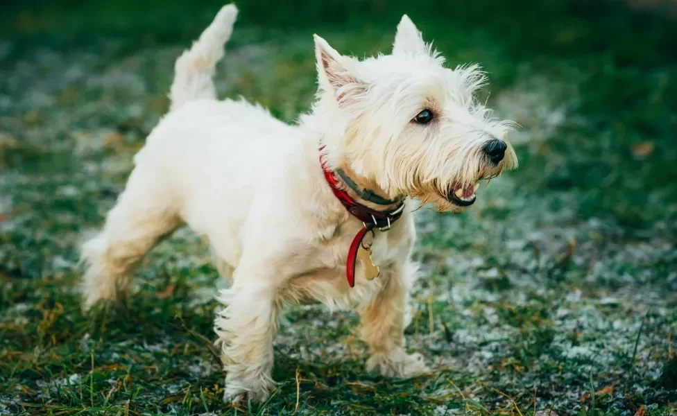 Cachorro pequeno branco com rabo levantado