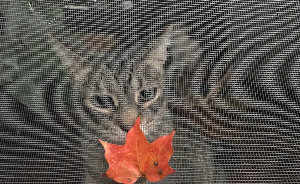 Gato atrás de tela de proteção com uma folha vermelha em cima