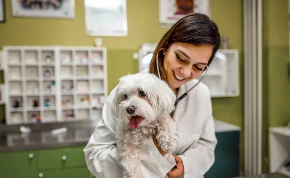 Cão branco segurado por veterinária em consultório