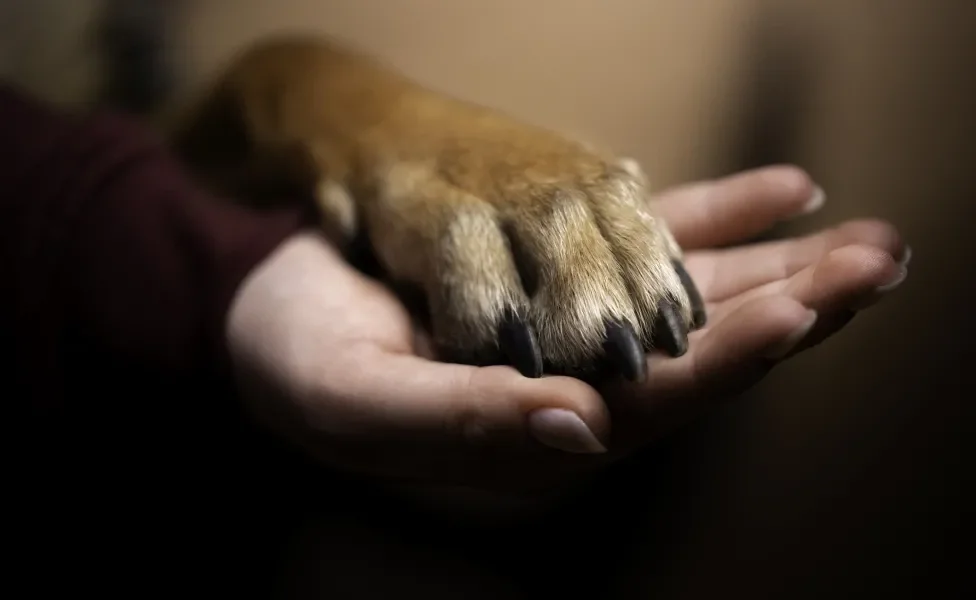 Pata de cachorro em cima de mão de mulher