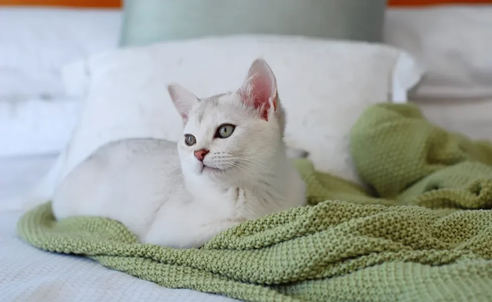 Gato Burmilla deitado em coberta