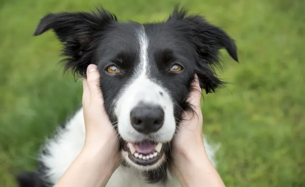 Cão Border Collie tendo rosto acariciado por mãos humanas com fundo de grama ao fundo