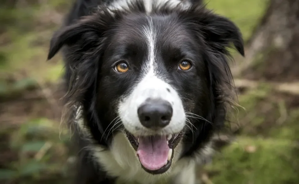 Cão Border Collie com semblante alegre 