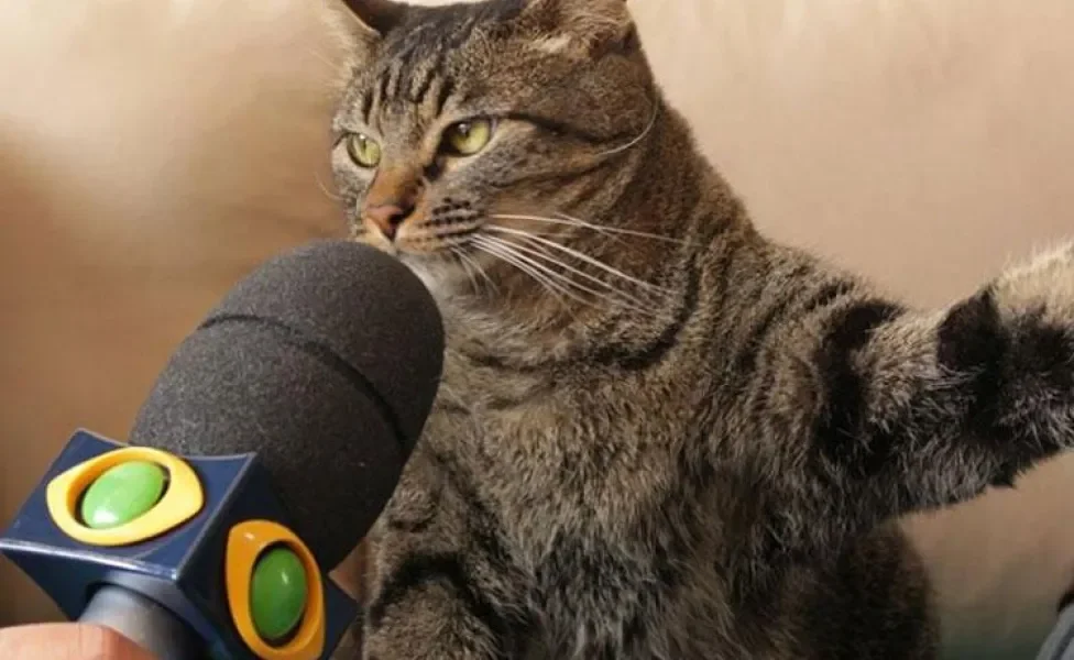 Meme de gato dando entrevista