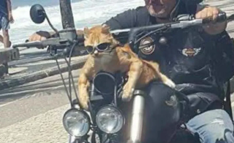 Meme gato motoqueiro