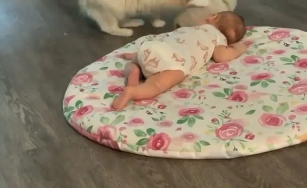 mamãe gata com a patinha em cima do filhote perto do bebê