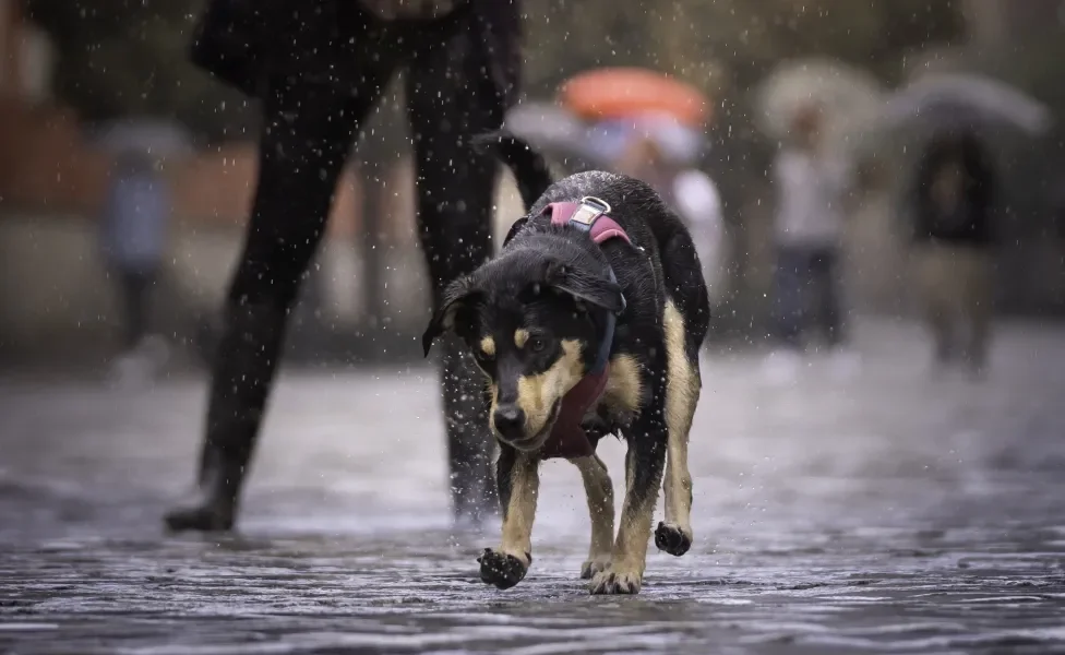 Cachorro passeando na rua em dia de chuva