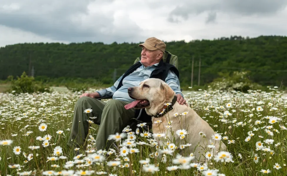 Idoso sentado em gramado florido ao lado de cão Labrador