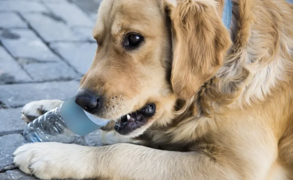 Cachorro grande, amarelo e peludo mordendo garrafa plástica