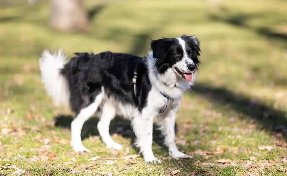 Cão Border Collie em gramado em dia ensolarado