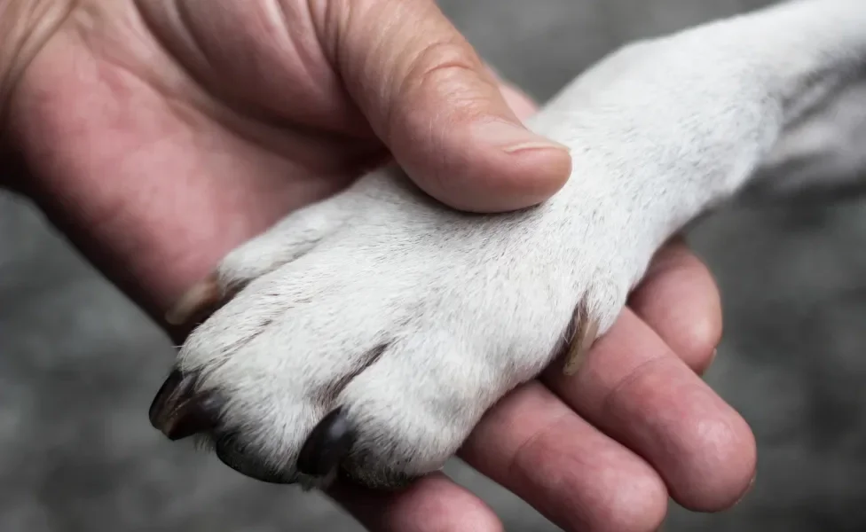 Mão humana segurando pata de cachorro