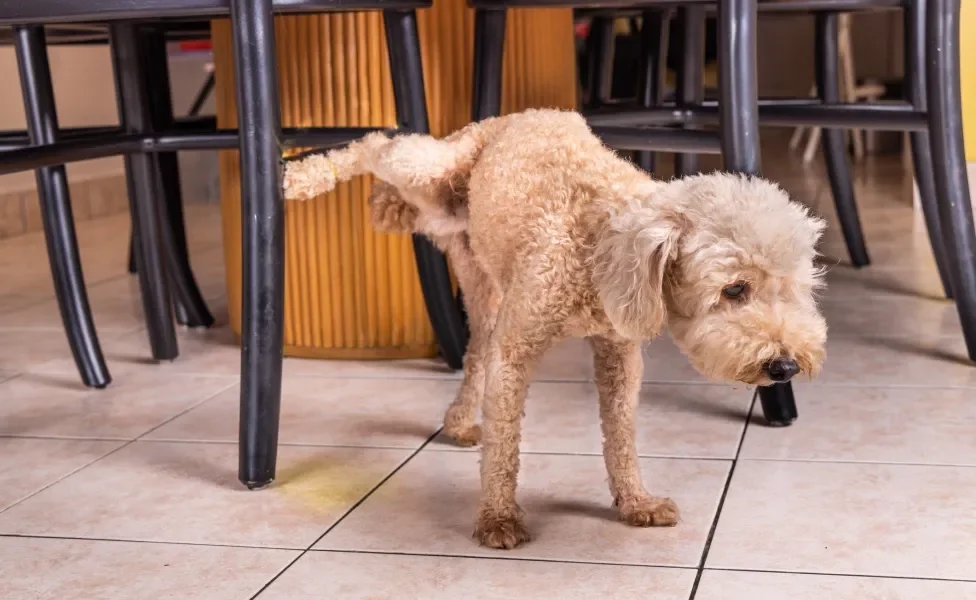 Cãozinho fazendo xixi perto de mesa e cadeiras