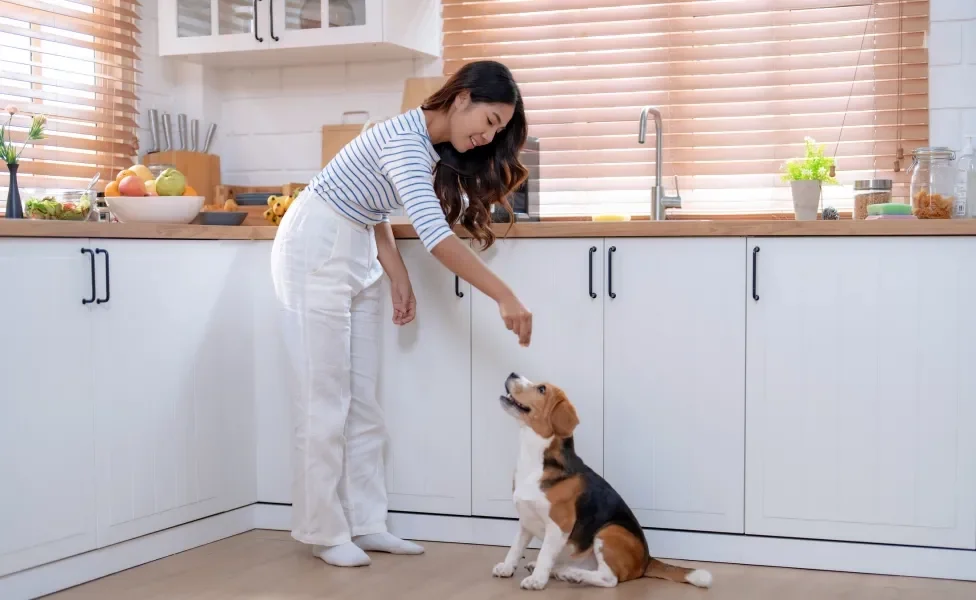 Tutora dando petisco para cachorro em cozinha