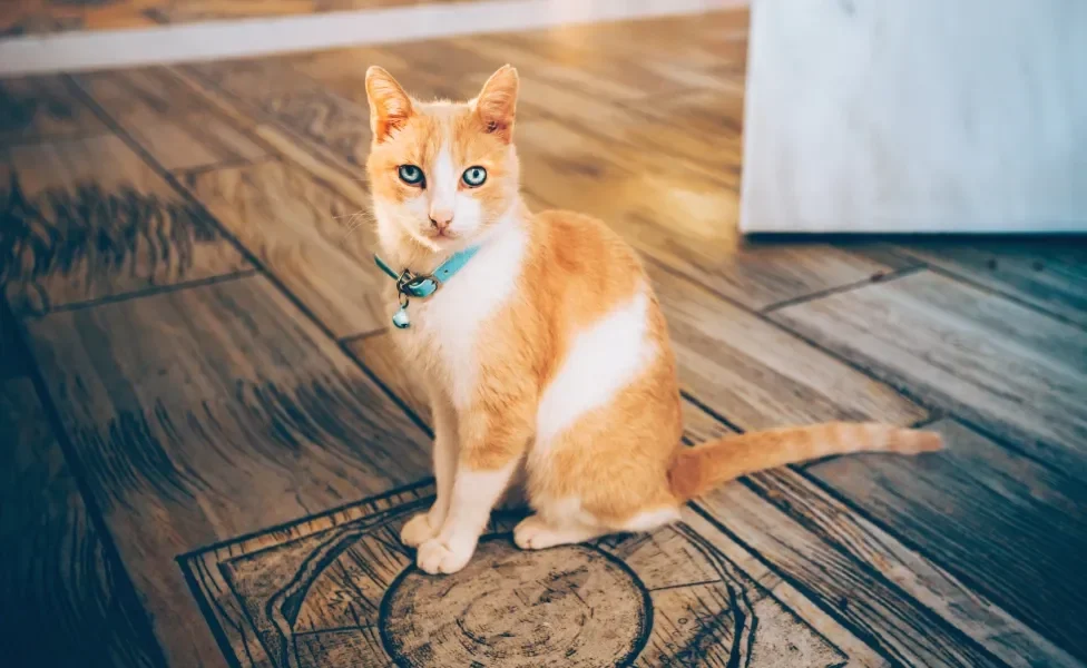 Gato laranja e branco sentado no chão usando coleira azul com guizo