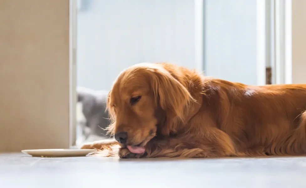 Cachorro marrom, grande e peludo deitado no chão e lambendo a própria pata